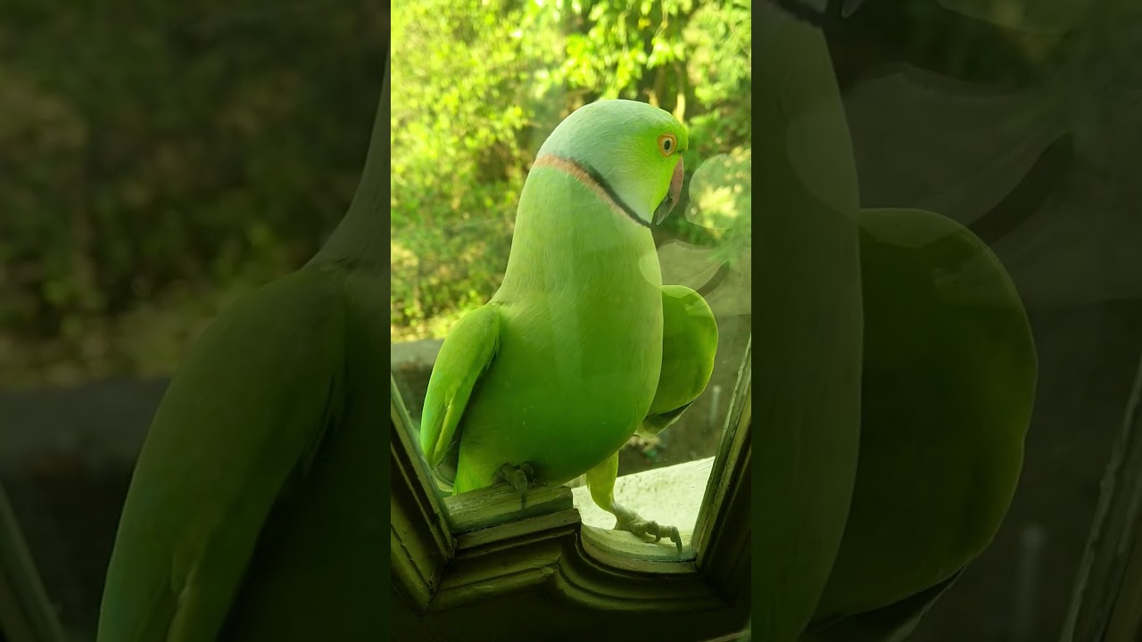 lovely parrot playing with window  #tiktok #parrot