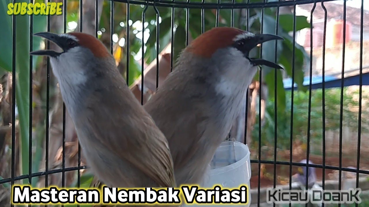 Burung Kaso Kaso Gacor Nembak Variasi