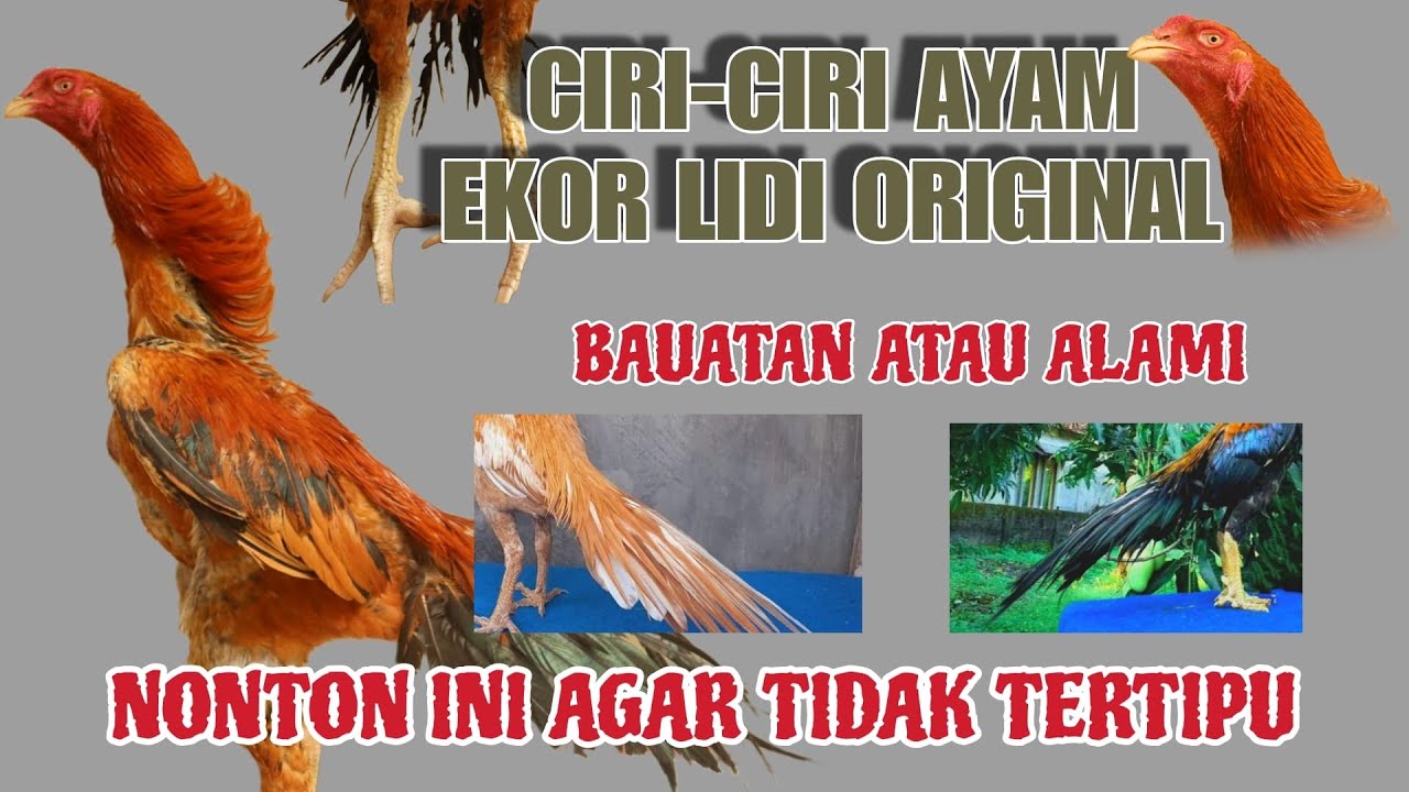 REVIEW AYAM EKOR LIDI ORIGINAL‼️Cara mengetahui ciri-ciri ayam bangkok ekor lidi Berkualitas 