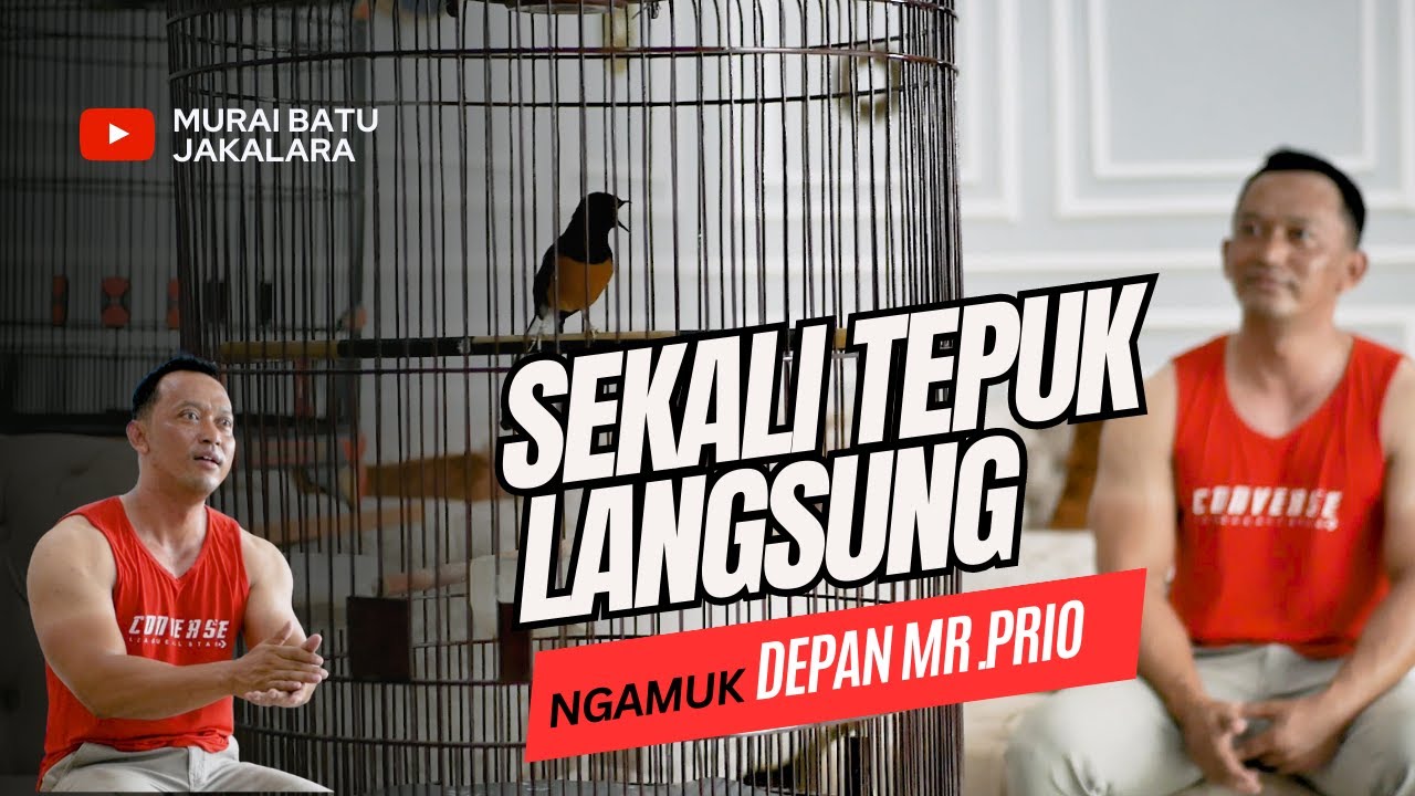 Murai Batu Kesayangan Mr.Prio Setelah Murai Batu Ohara, Murai Batu Pitbul Adalah Murai Batu Jakalara