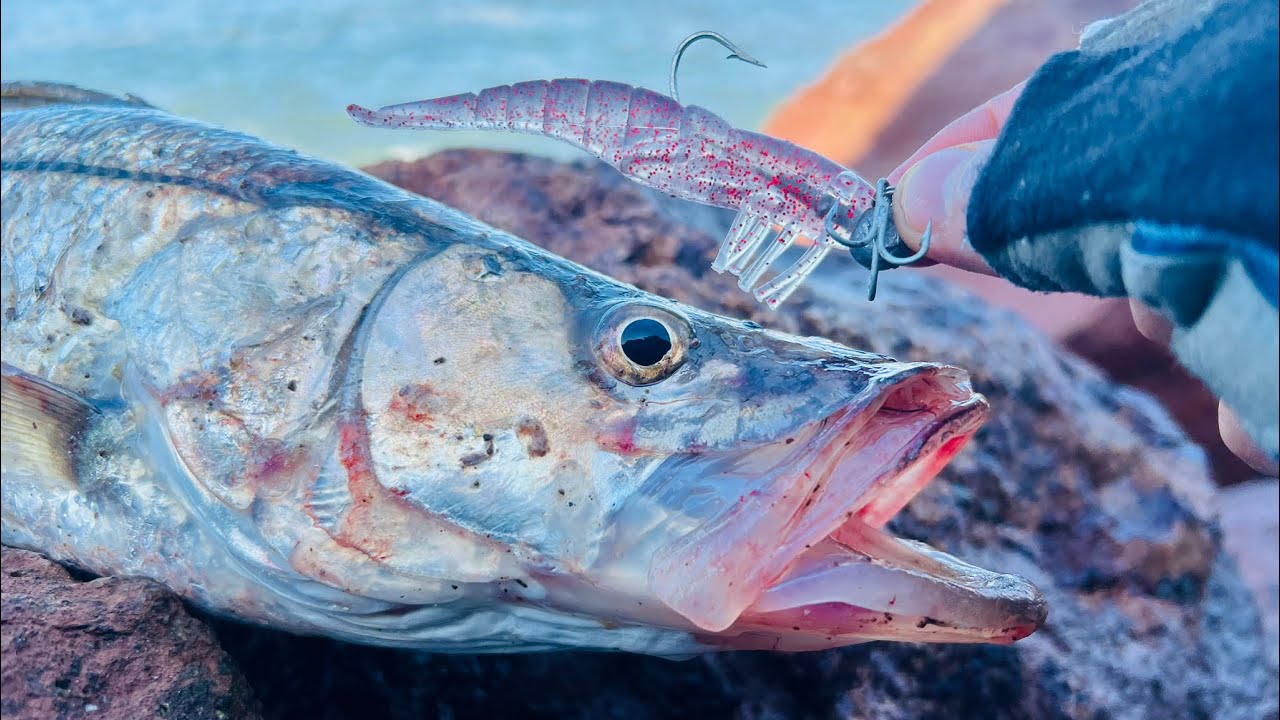 Pesca de  ROBALOS Y CORVINAS con camaron!!