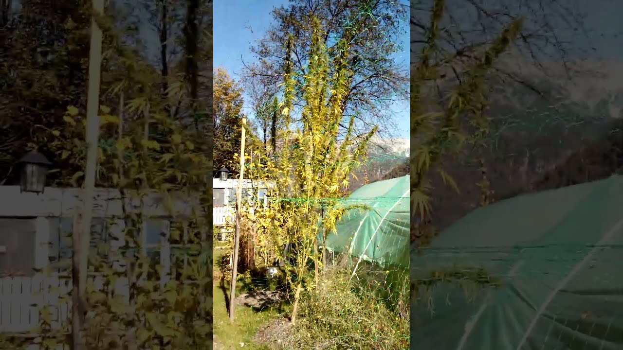 Kompolti 2021 @NaturgartenEuring-Bachwinkl