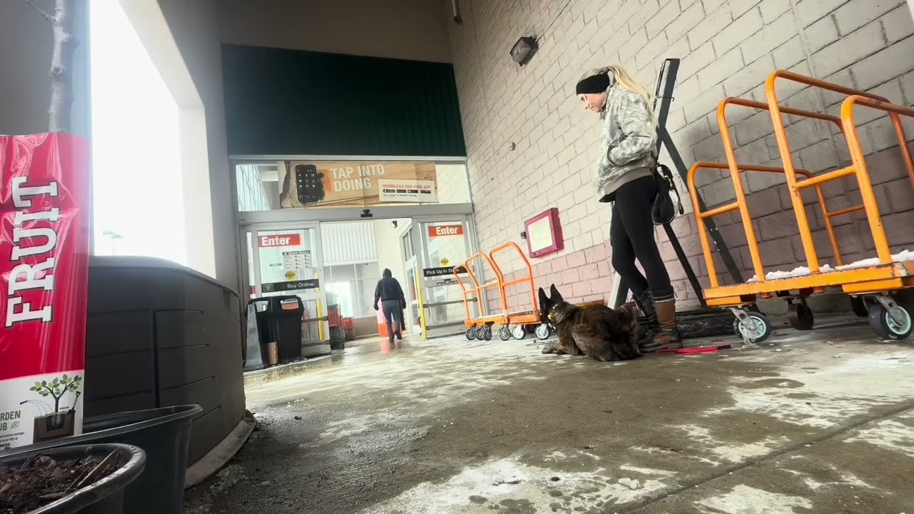 Southern NH Dog Training