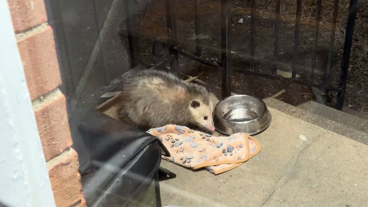 Opossums like cat food