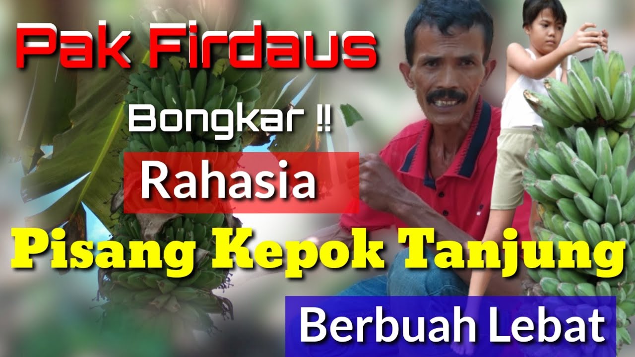 Terbongkar || Rahasia Budidaya Pisang Kepok Tanjung