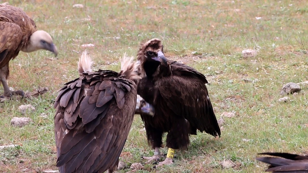 Eurasian Black Vulture PH3 courtship behaviour