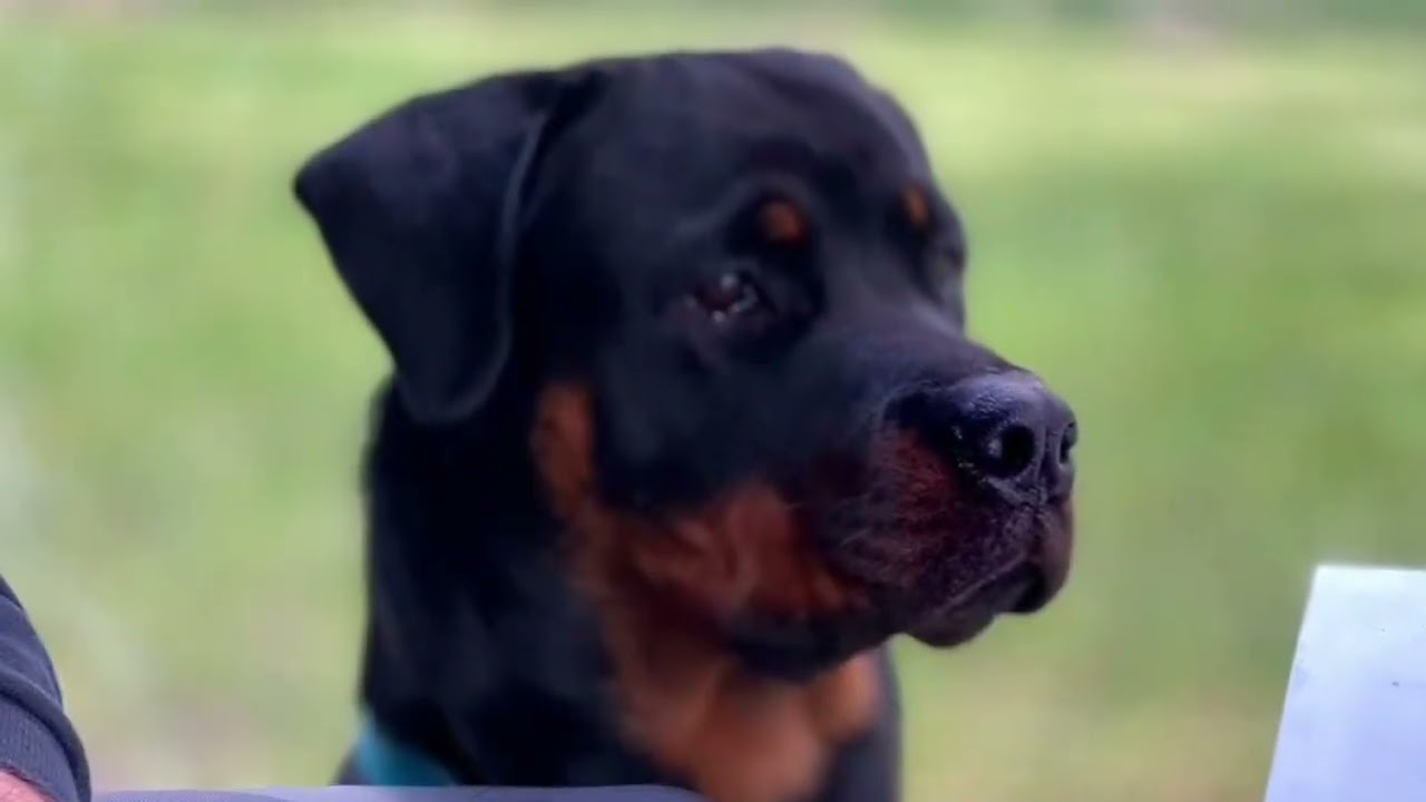 Yorkshire Moors Caravan and Motorhome Club Site and Whitby