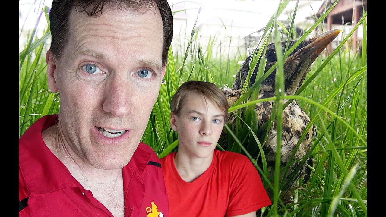 🥚🐣🐥 BYE BYE BABY BIRDS!  Fledging Time!  🥚🐣🐥 - vlog e200