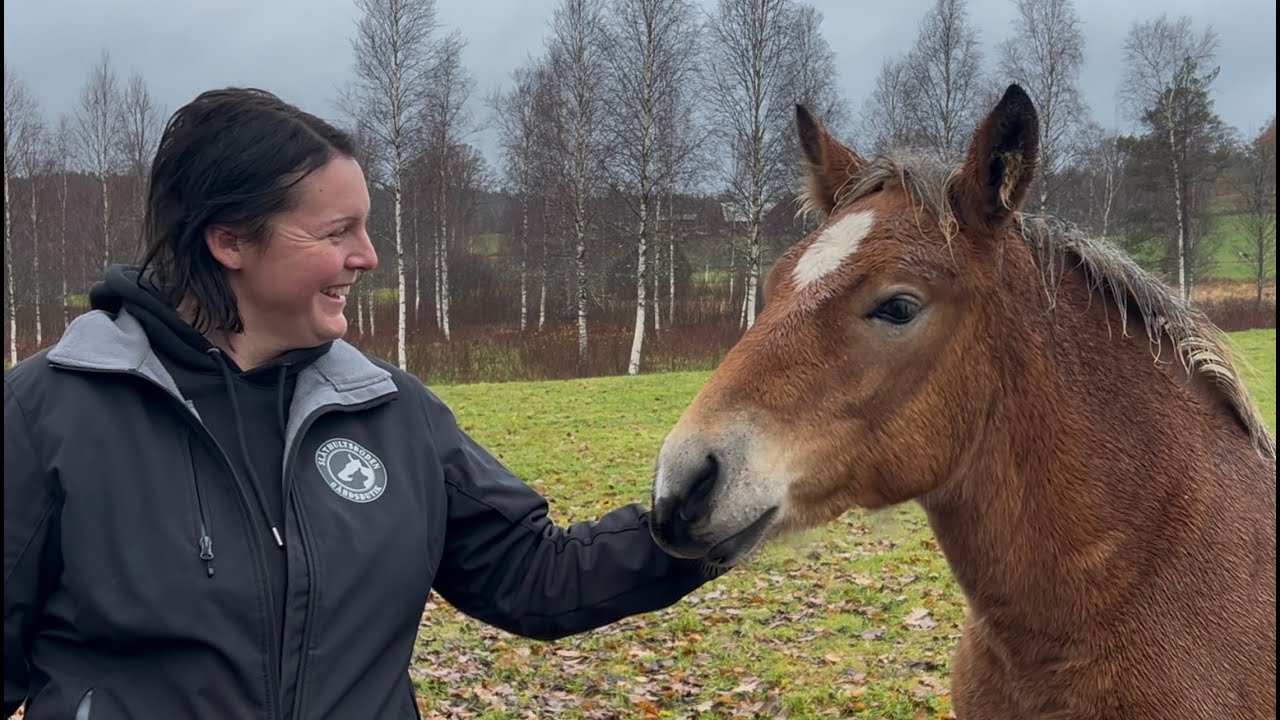 Vi möter ordföranden i Avelsföreningen För Svenska Ardennerhästen- Kristine Fransson