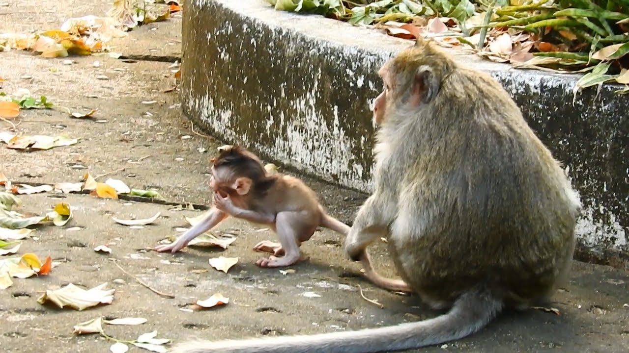 Pitiful adorable baby monkey EMOLY fall down injured mouth