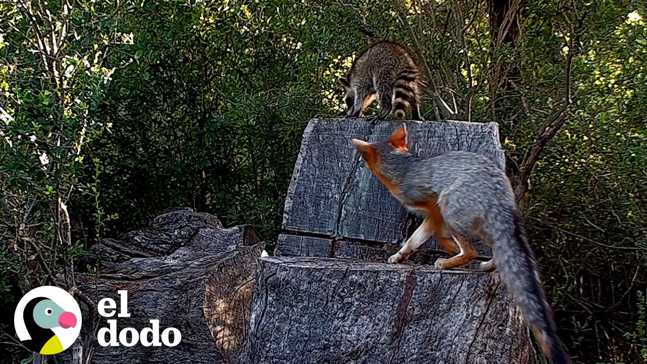 Valiente beb&eacute; mapache pasa la noche en una guarida de zorros | El Dodo