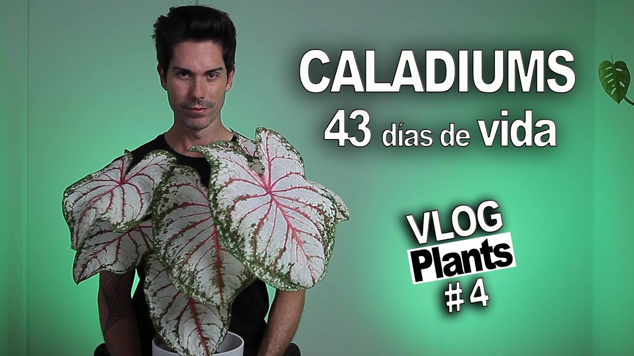 ¡mis CALADIUMS! 43 días ha pasado, ¿han salido todos? tips + info 😁🔝