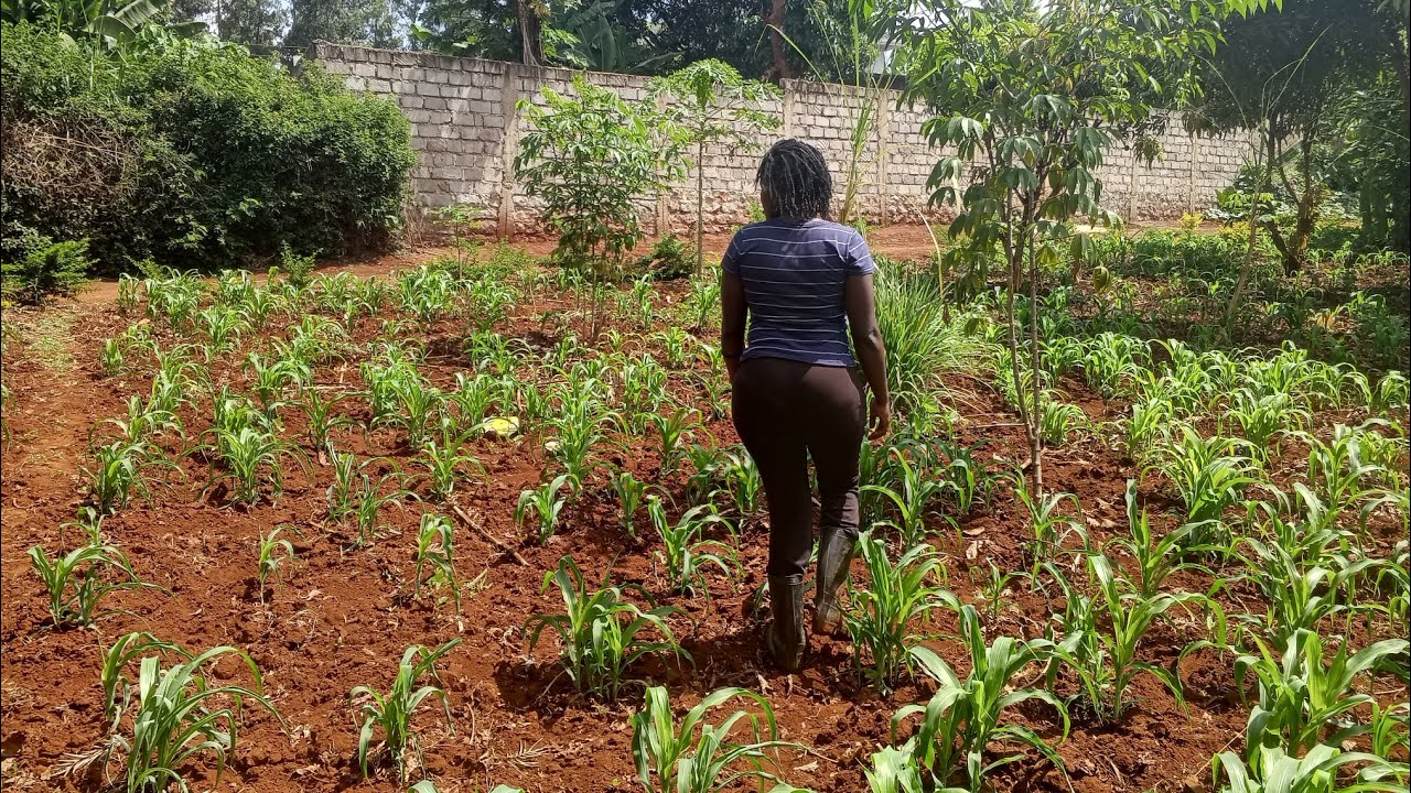 Countryside Farm life in Kenya Africa.