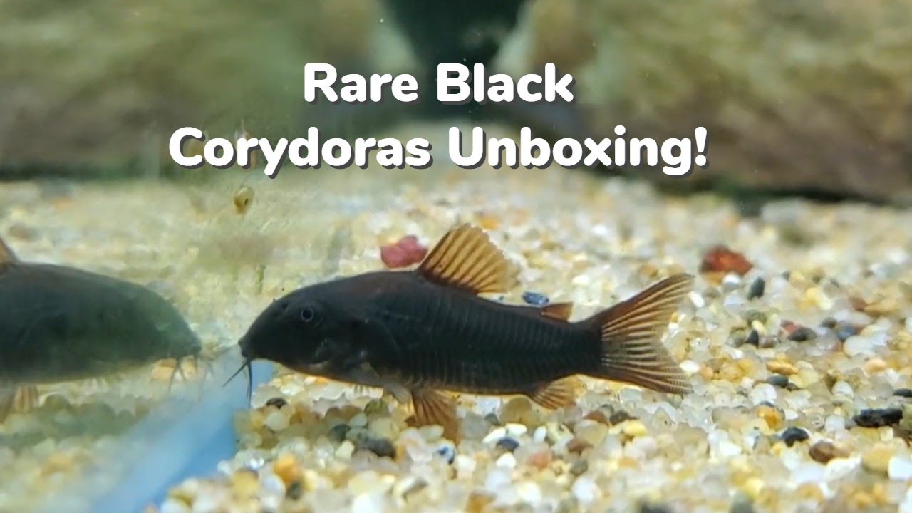 Rare Black Corydoras Unboxing! Delayed Shipment!