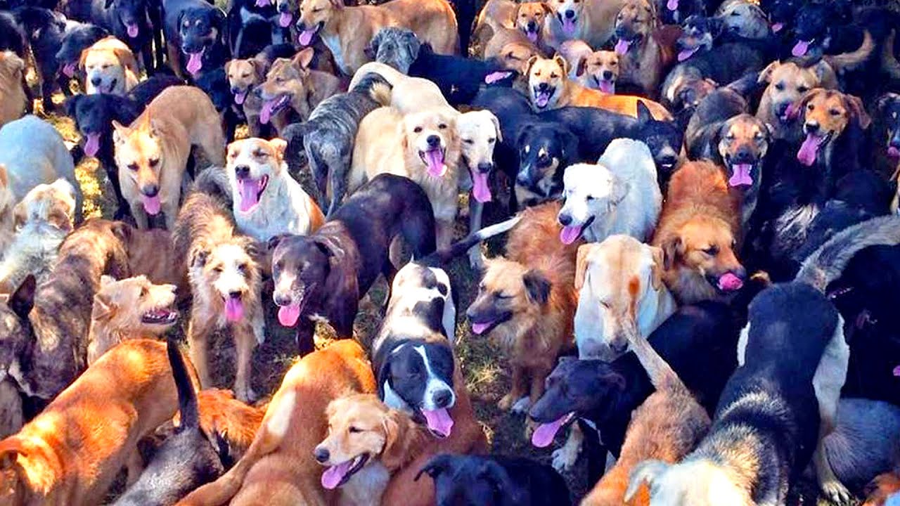 You Won't Believe This Dog Rescue!