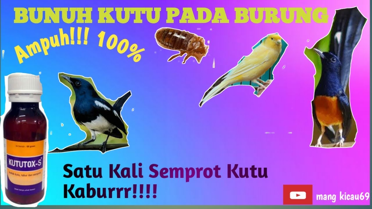Cara menghilangkan kutu pada burung || 100 % ampuhh !!!