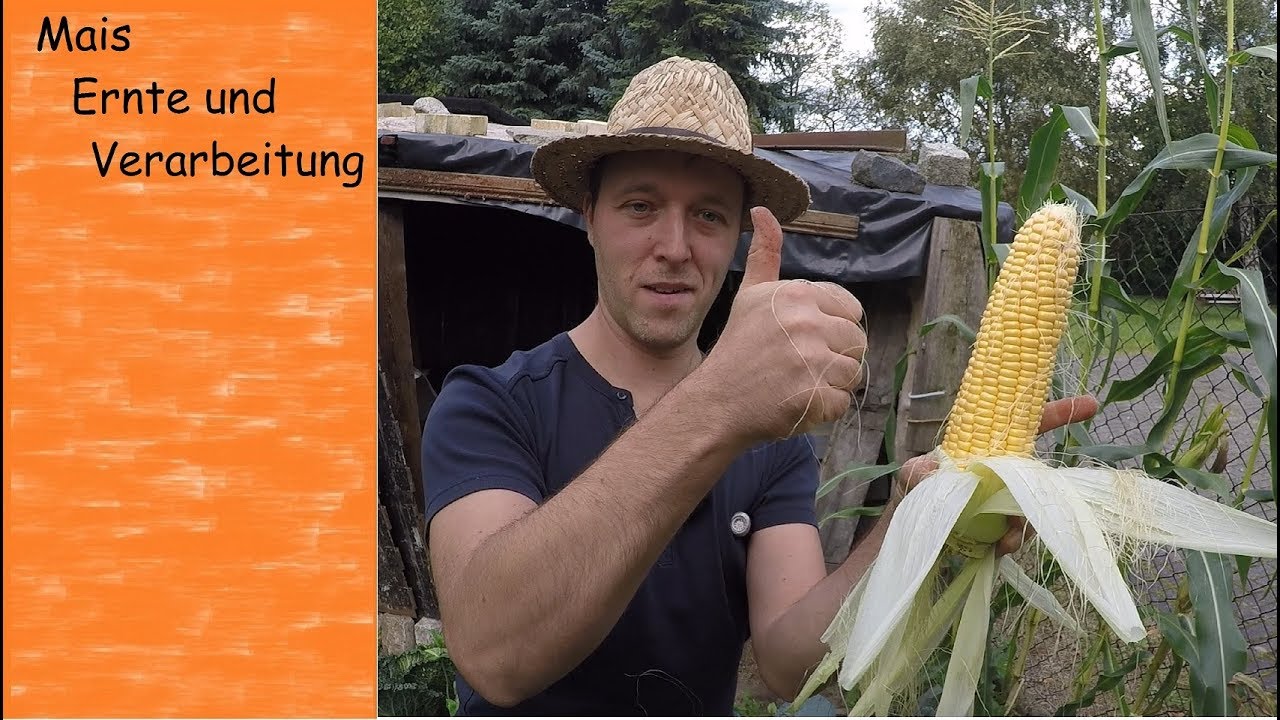 Mais Ernte und Verabeitung | Zuckermais