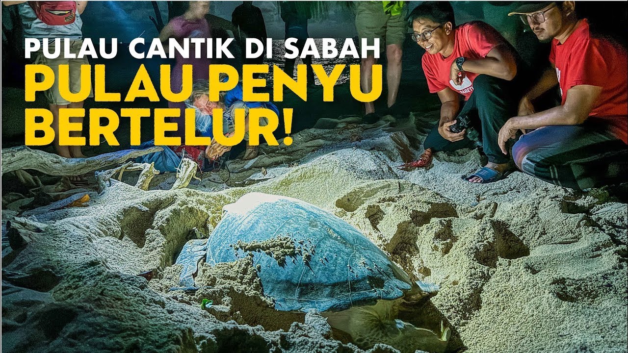 Pulau Cantik di Sabah, Pulau 84 Penyu Bertelur Satu Malam