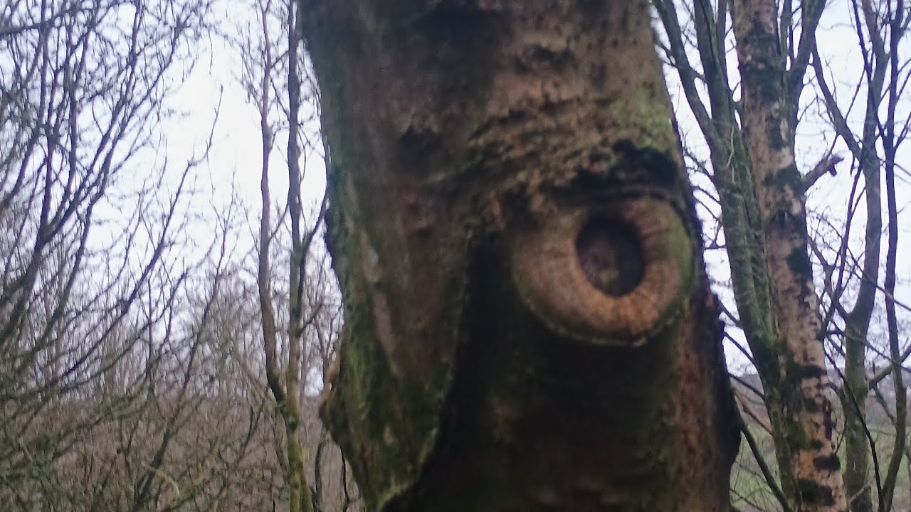 AMD (Acid mine drainage) Damage to old Sycamore tree and rootball, Whitehaven