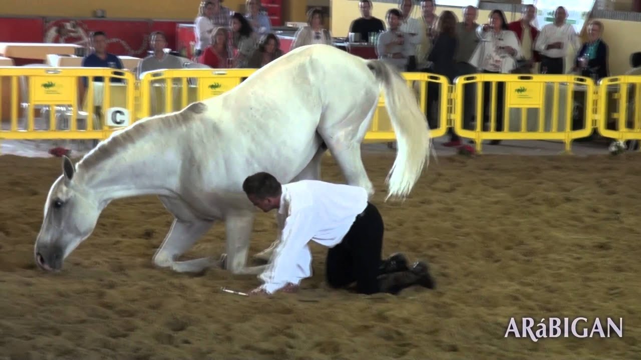 Doma Natural | Pasión por los caballos