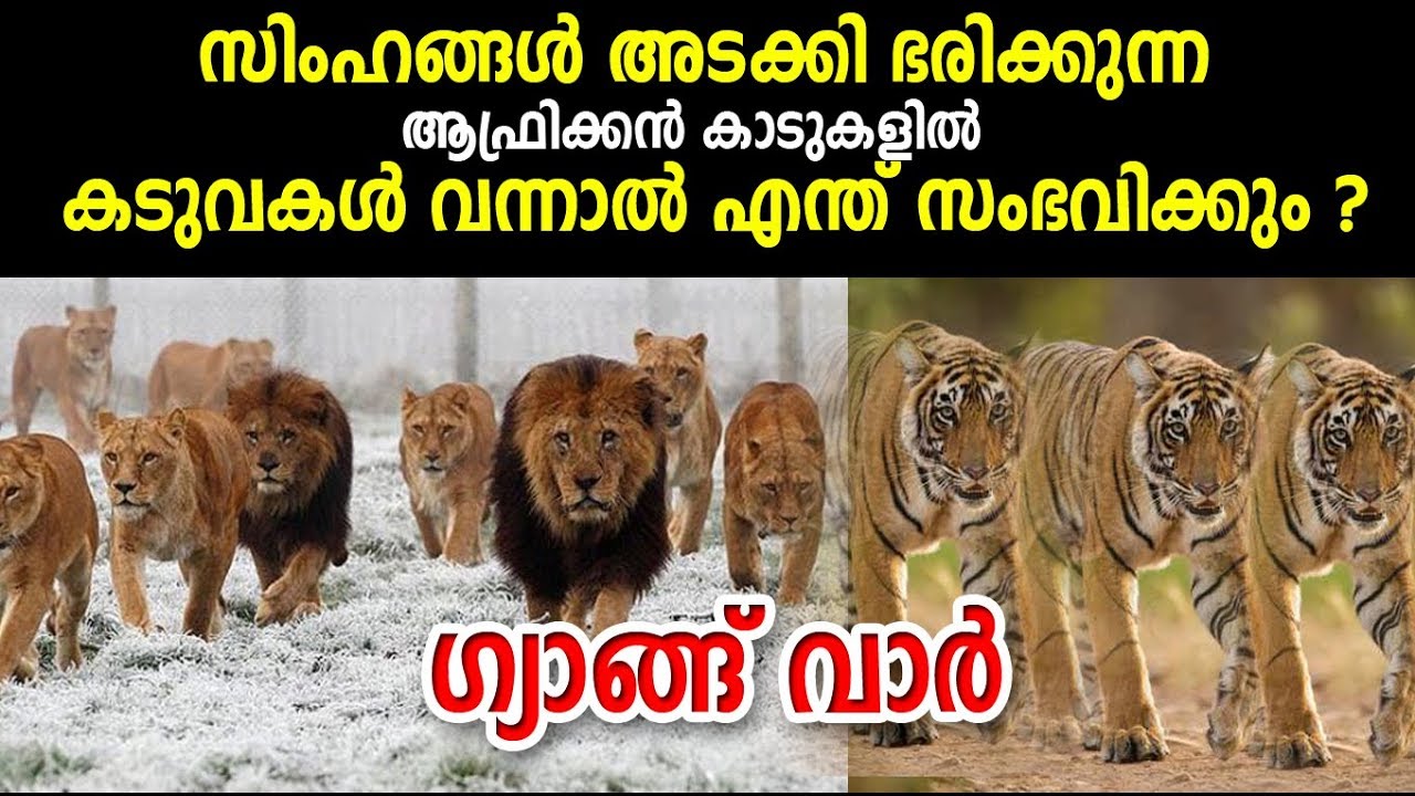 സിംഹങ്ങള്‍ അടക്കി വാഴുന്ന ആഫ്രിക്കന്‍ കാടുകളില്‍ കടുവകള്‍ വന്നാല്‍  എന്ത് സംഭവിക്കും ?