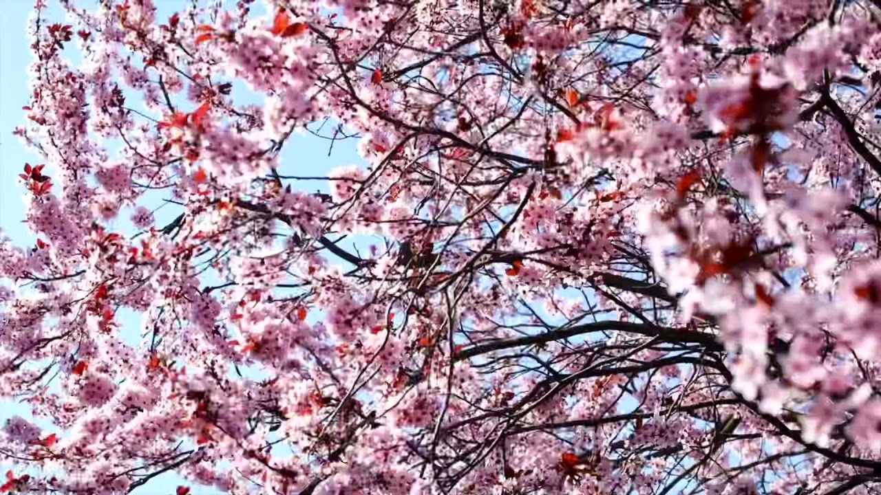Spring in England
