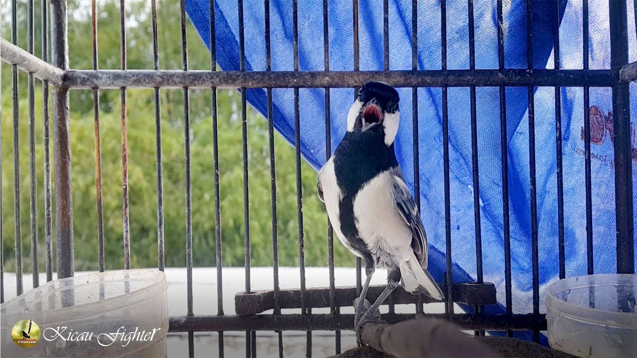 Suara Gelatik Watu GACOR DOR PRESTASI...!!! Cocok Untuk PANCINGAN Glatik Watu Males BUNYI