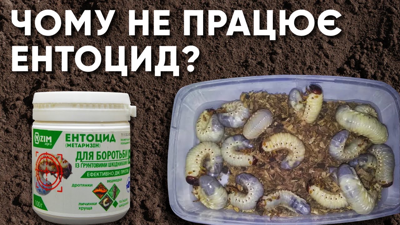 Почему не работает Ентоцид (Метаризин)? Неудачные опыты с вредителями в домашних условиях.
