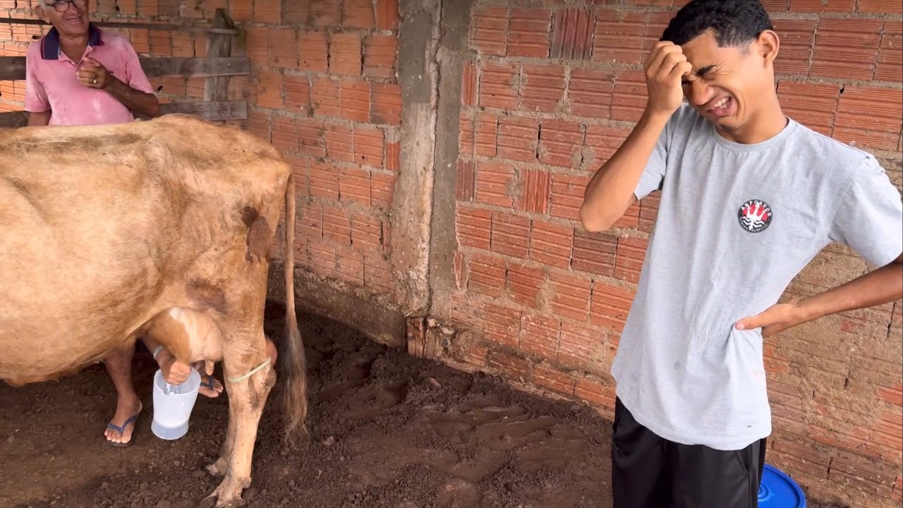 BRUTINHO FICA IRRlTAD0 COM VAQUEIRO TIRAND0 LElTE DA VACA