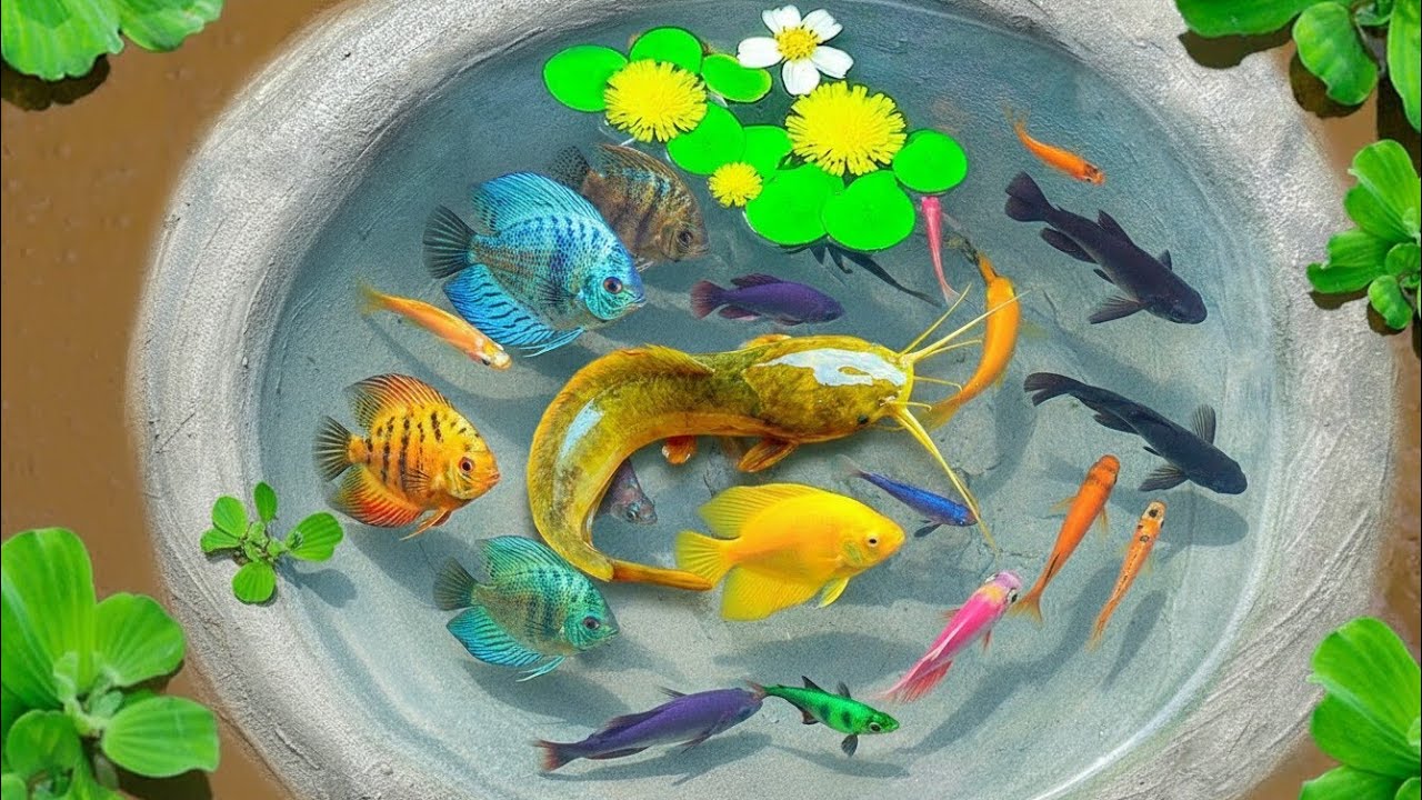 Unboxing ikan hias, ikan cupang, ikan mas koi, ikan guppy, ikan mas koki, ikan mas, ikan lele albino