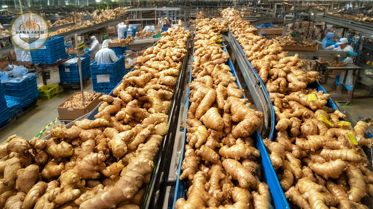 How to Process Millions of Tons of Ginger In A Processing Factory