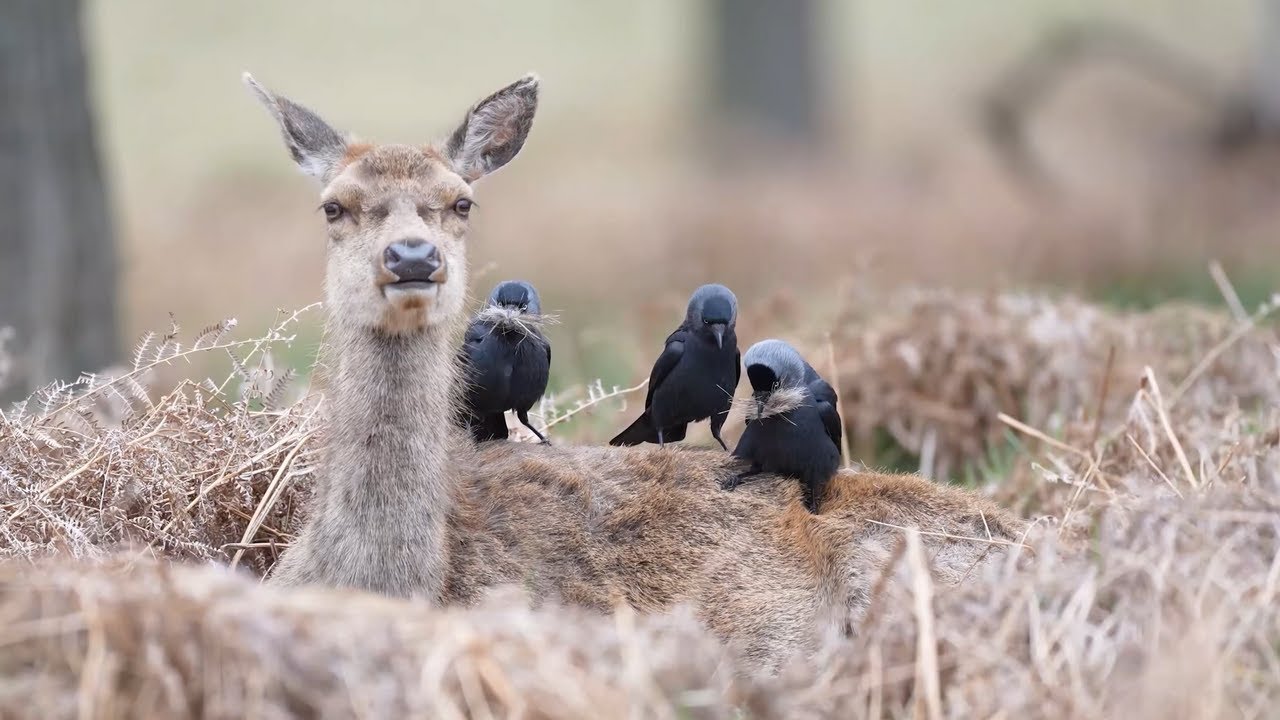Jackdaws are gathering nest material from red deer