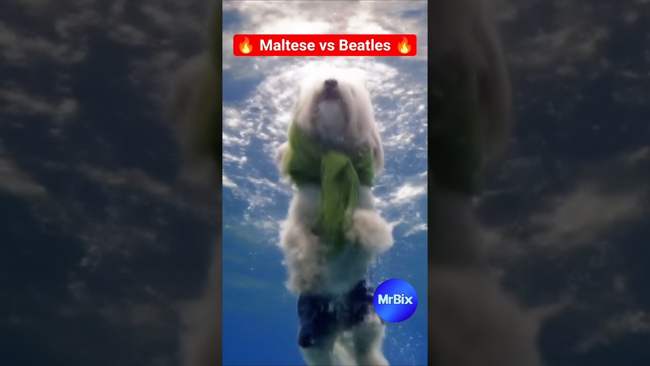 🔥 Maltese vs Beatles 🔥