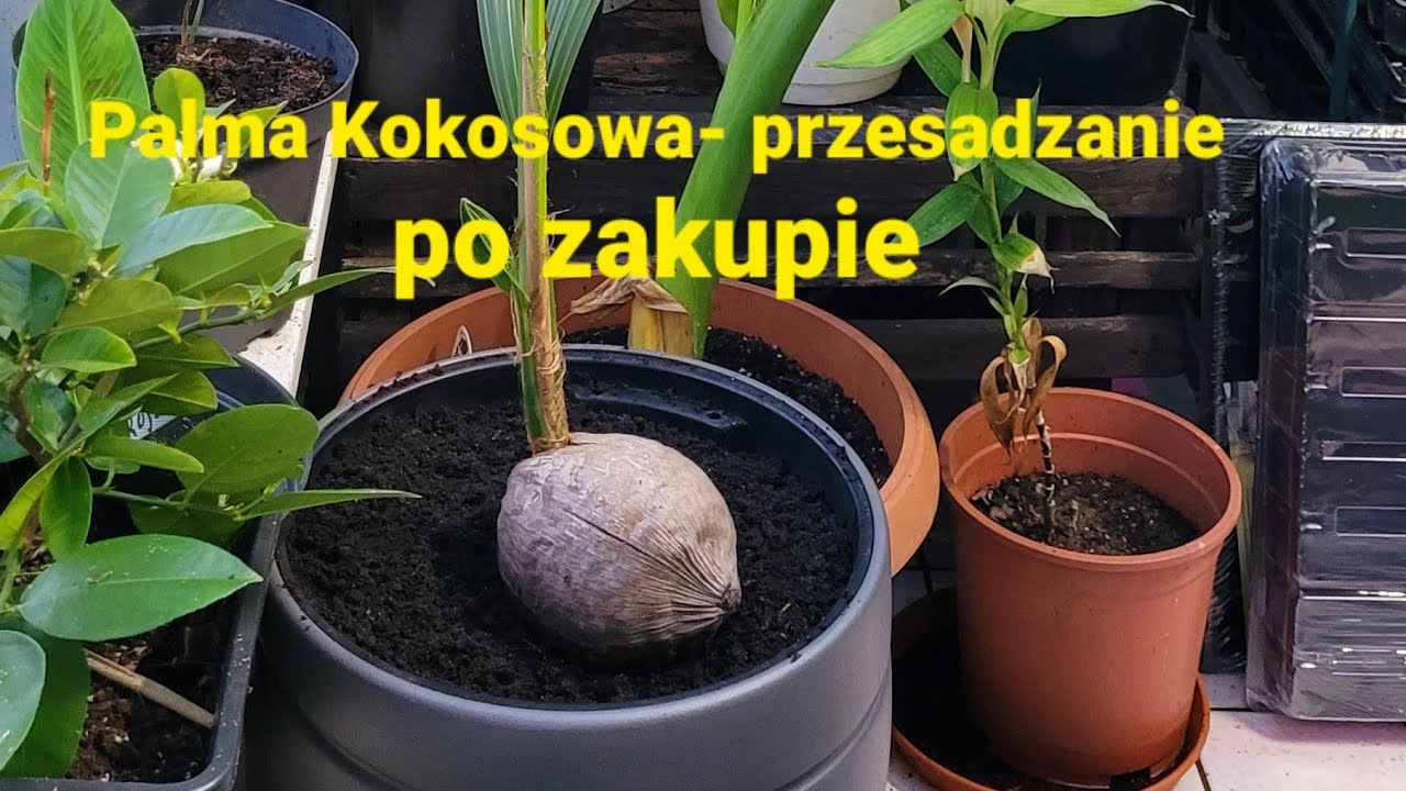 548#. Palma kokosowa- przesadzanie palmy po zakupie.