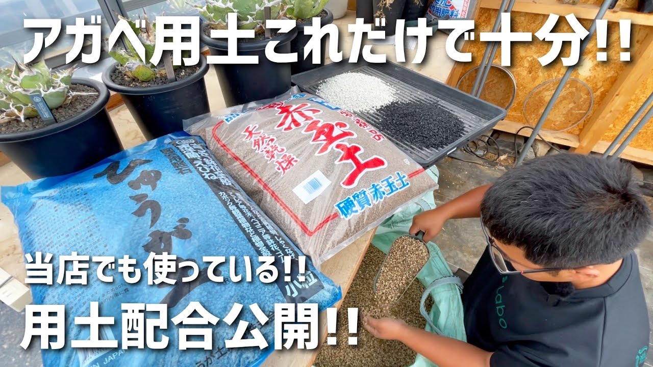 アガベ用土配合2024年最新版!!