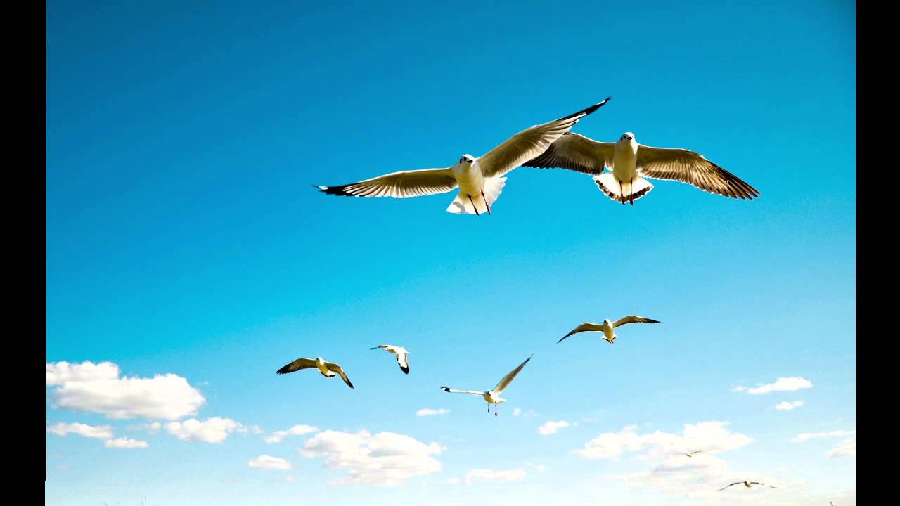 Josef Zawinul - Birdland