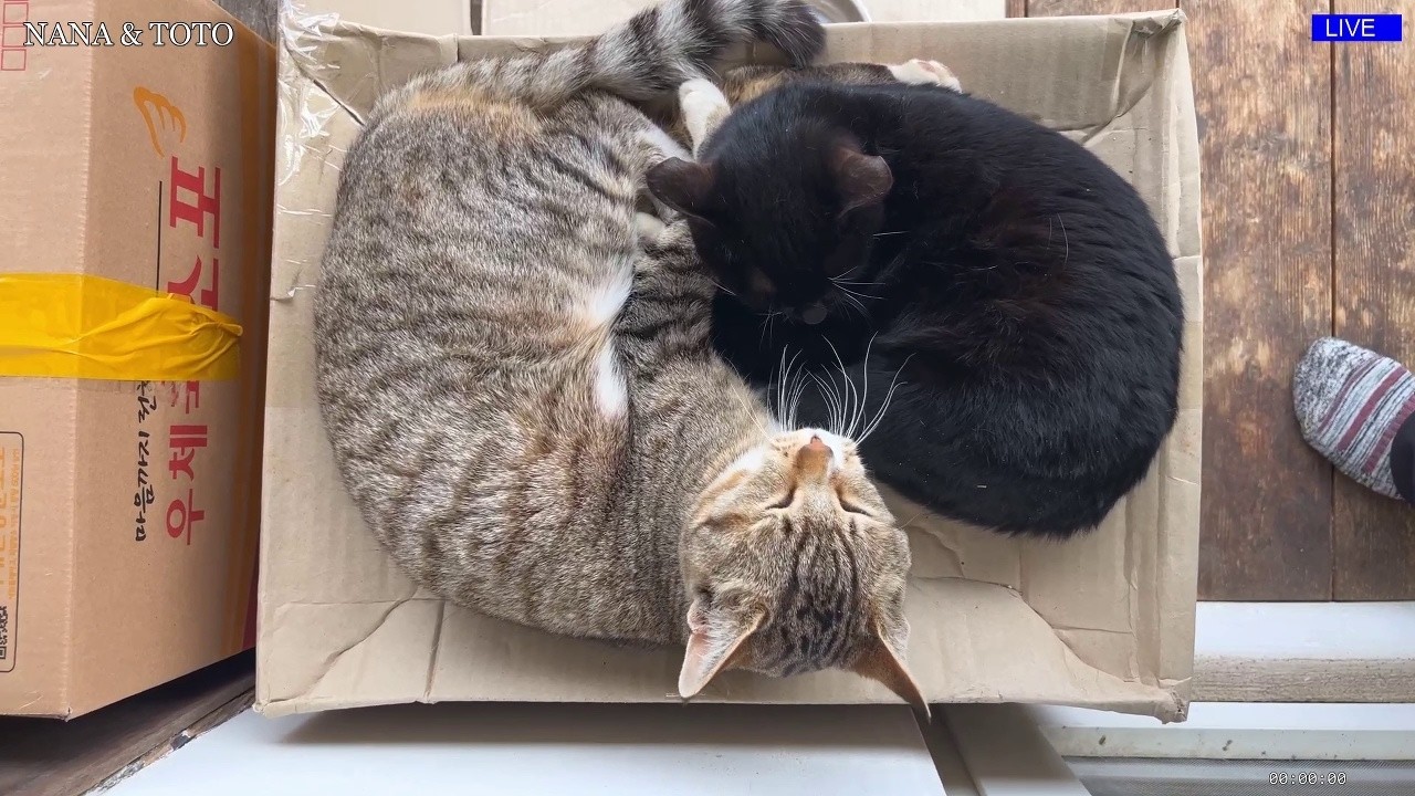 Nana & Toto's Outdoor sleeping 🌿