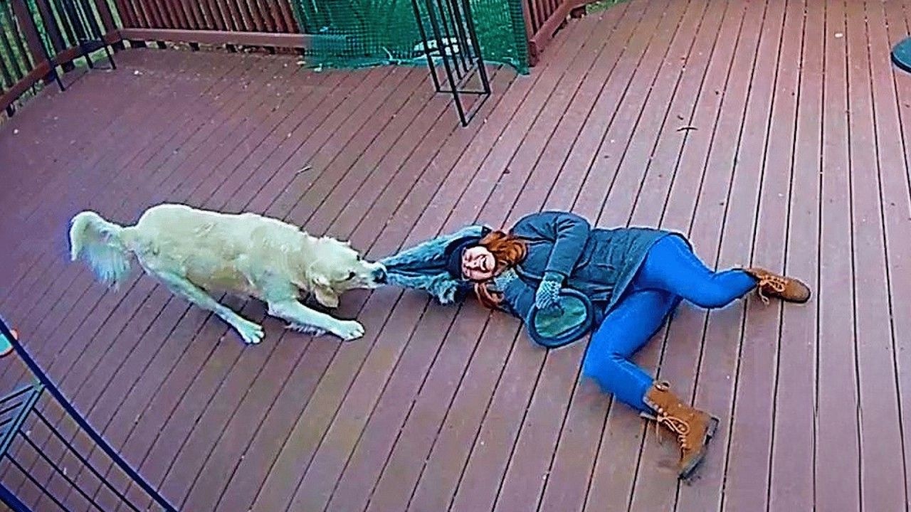 Ring Camera Caught This Dog at the Funniest Moment