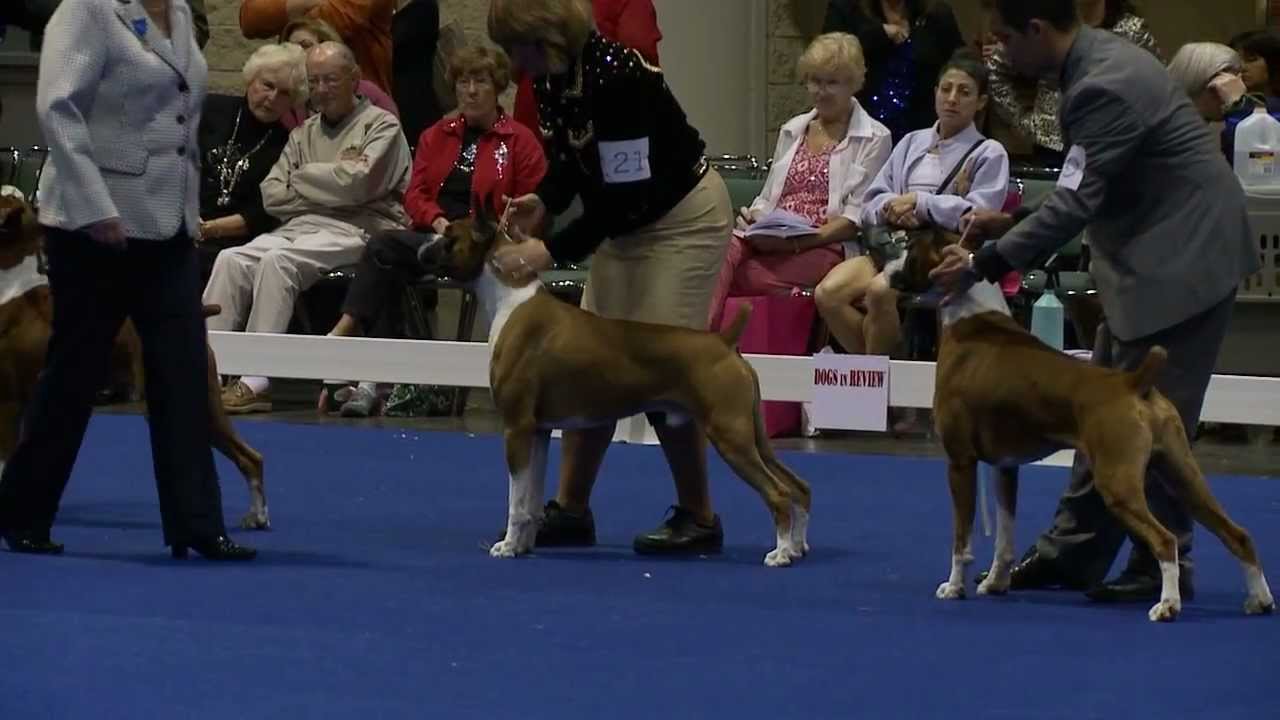 2012 Eukanuba National Championship   Boxers