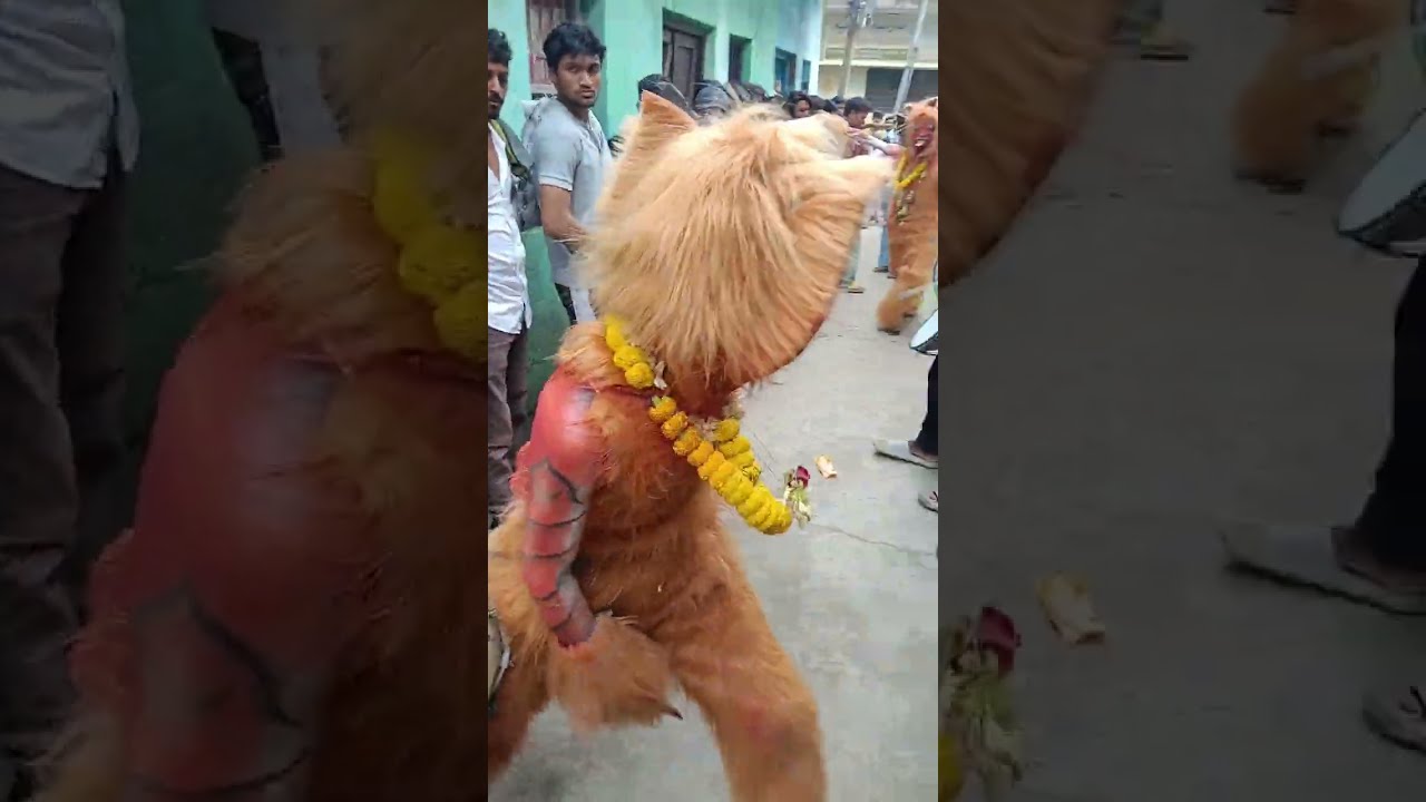 7mi jugsalai Bagh 🐯 dance 2025