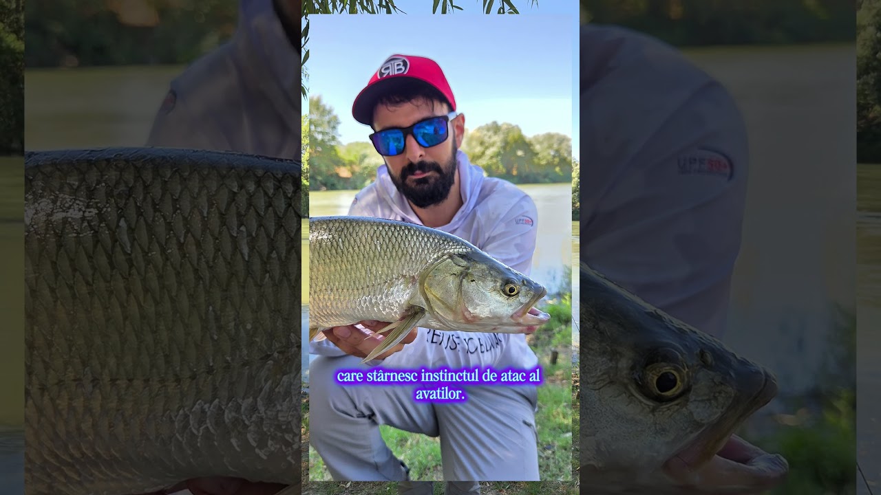 Tackle House Rolling Bait - voblerul preferat al avatilor