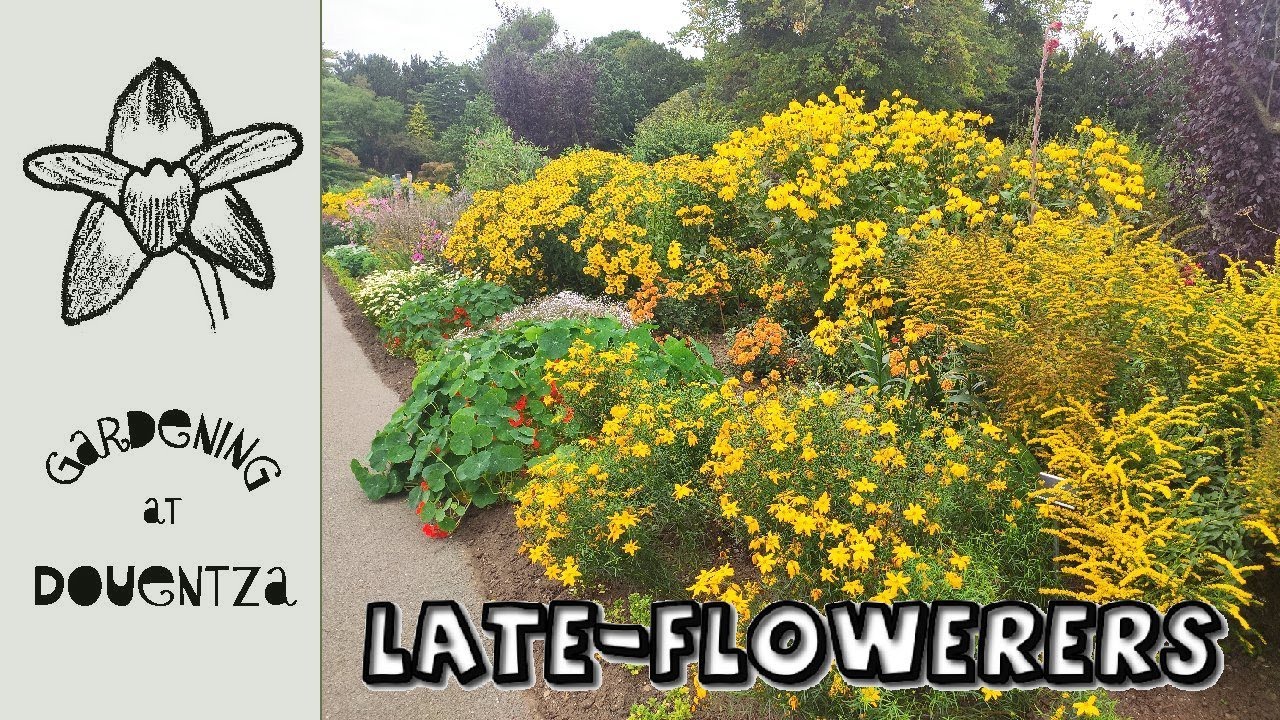 7 Late-Flowering Perennials || Plant Haul for Sun & Shade