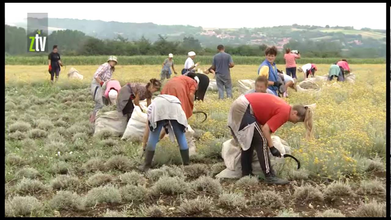 Plantaža smilja