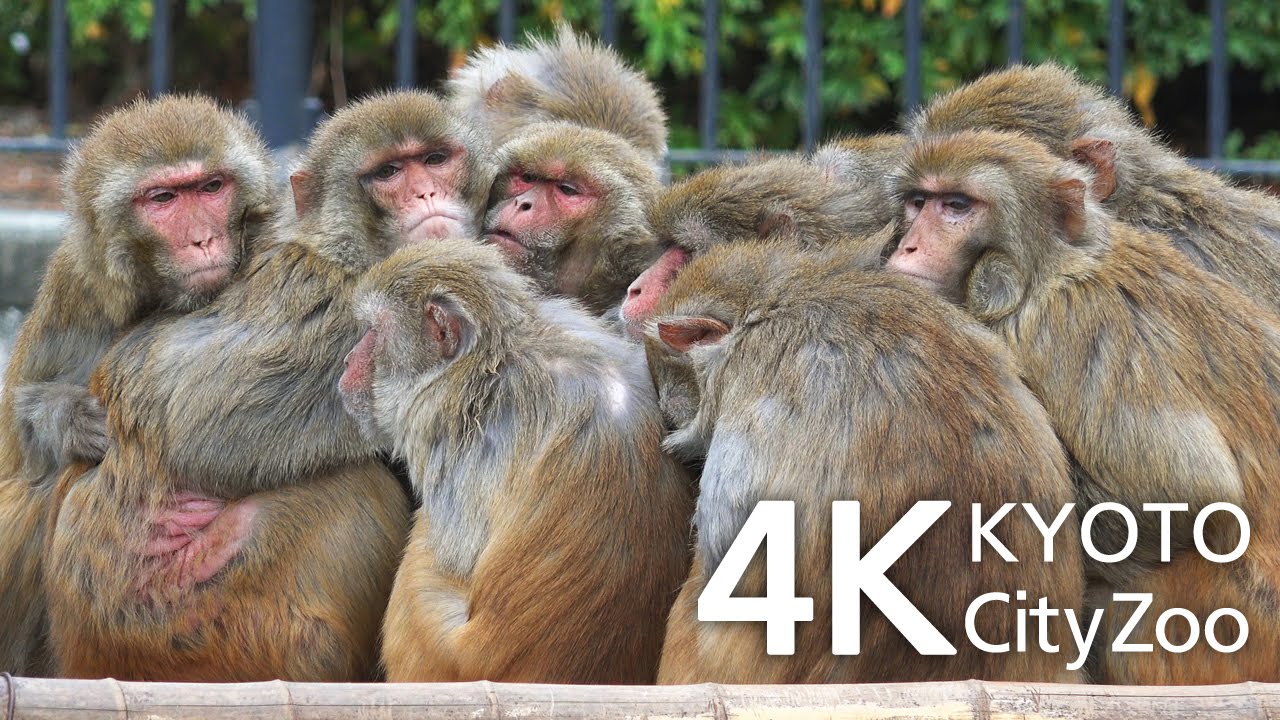 猿団子とカピバラ 京都市動物園 動画 4K Capybara and Monkeys Kyoto Japan FDR-AX100
