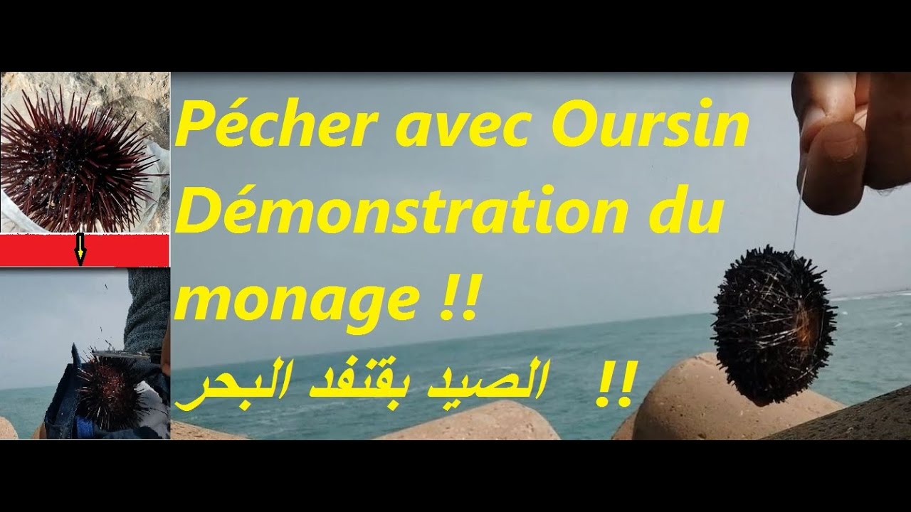 MONTAGE DE L 'OURSIN POUR PECHER LA DORADEكيفية التطعيم بقنفد البحرلاستهداف الدوراد او زريقة