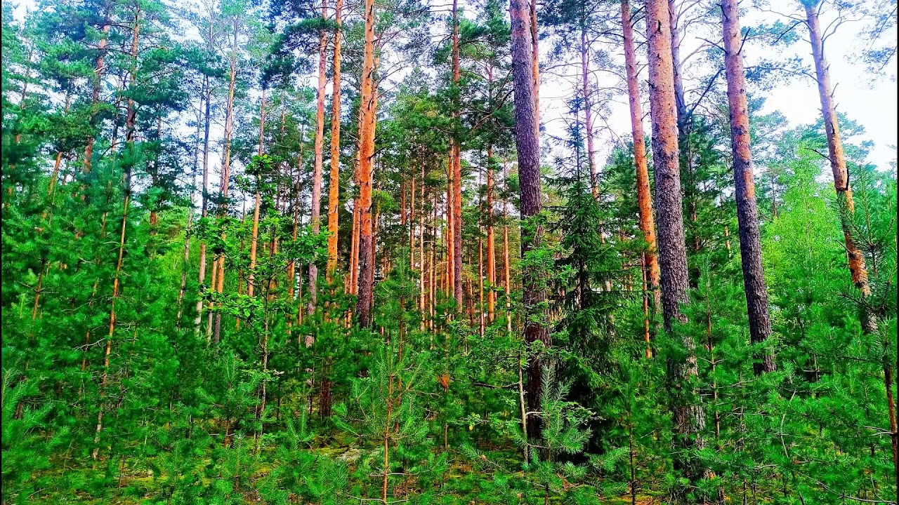 Звуки леса в формате 4K для успокоения 🌿 Умиротворяющее пение птиц и зелень для релаксации