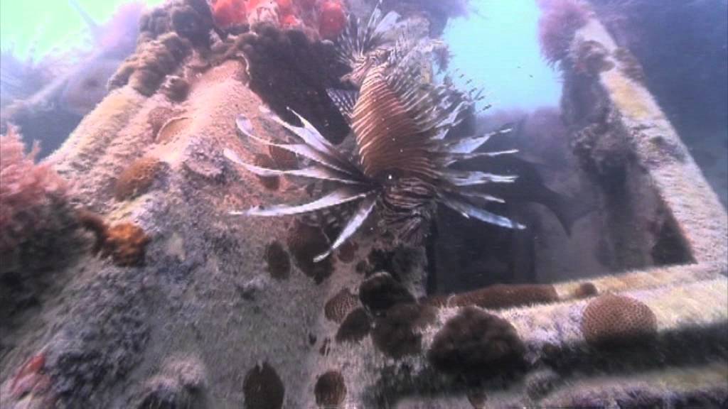 De Lion Fish vermoordt alles in de zee