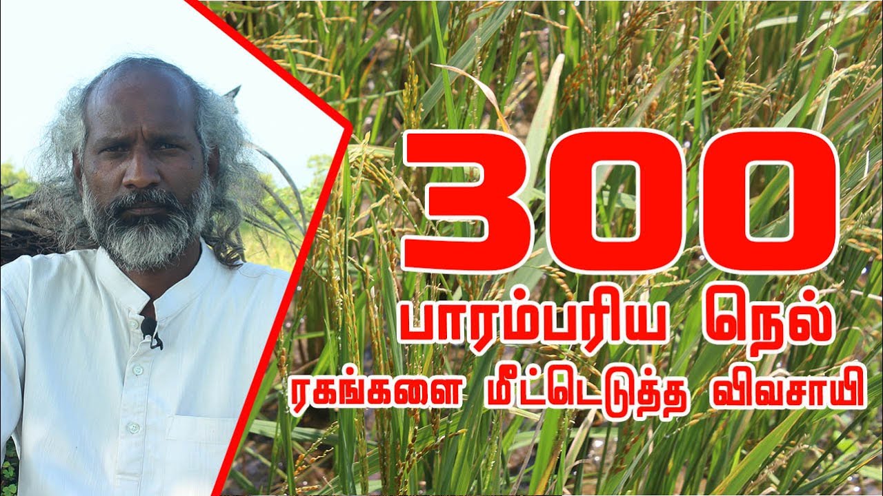 300 வகையான பாரம்பரிய நெல் ரகங்களை பாதுகாத்து வரும் காரைக்கால் இயற்கை வழி வேளாண்மை திரு.பாஸ்கர்