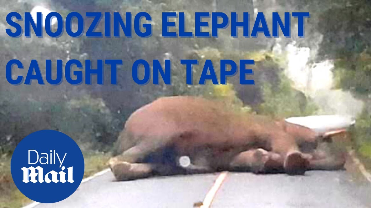 Adorable moment wild elephant SLEEPS in the middle of the road