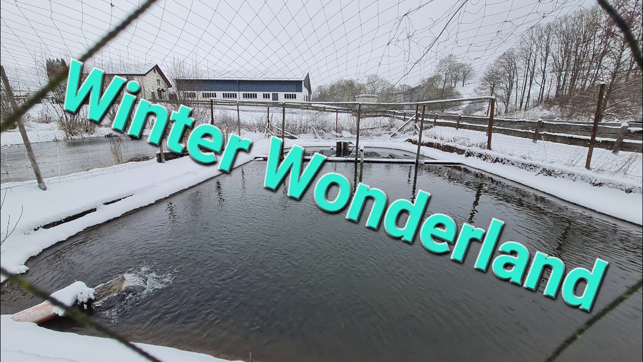 Viel Schnee und endlich genug Wasser Winter 2026 bei der Teichanlage + Forellen füttern 